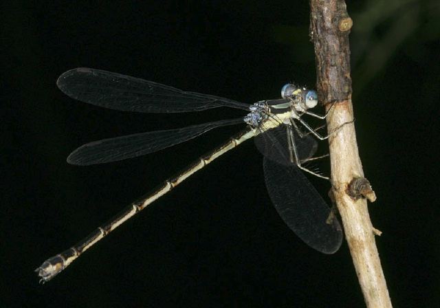 Lestes sp. Lestidae