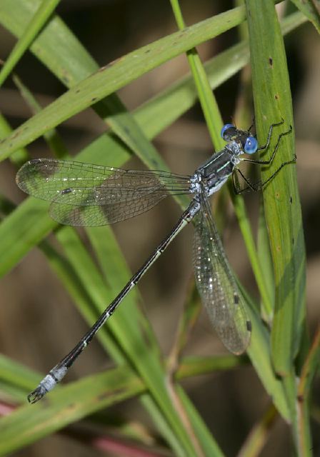 Lestes unguiculatus Lestidae