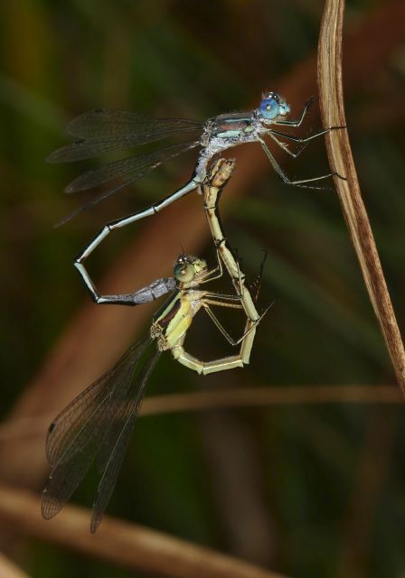 Lestes unguiculatus Lestidae