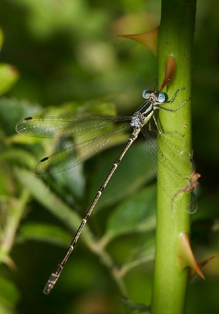 Lestes rectangularis Lestidae