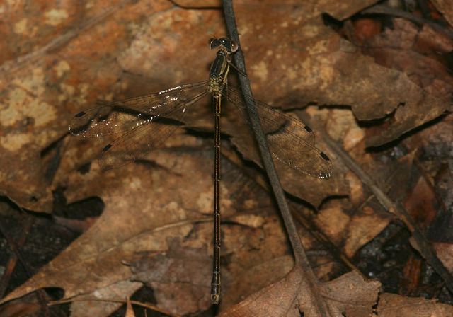 Lestes rectangularis Lestidae