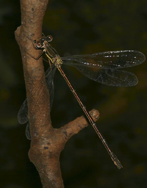 Lestes rectangularis Lestidae