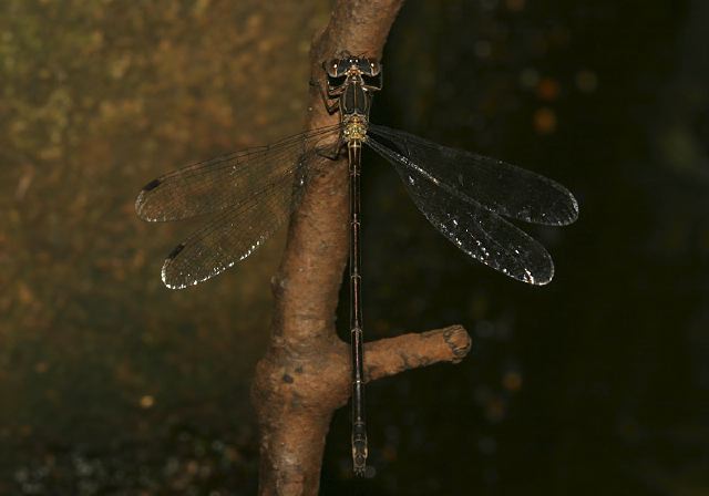 Lestes rectangularis Lestidae