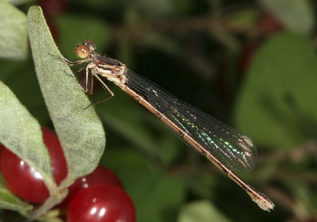 Lestes congener Lestidae