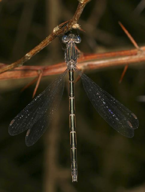 Lestes congener Lestidae