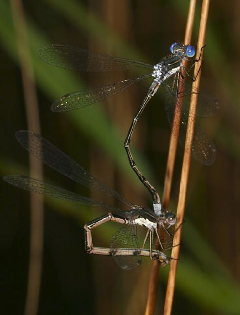 Lestes congener Lestidae