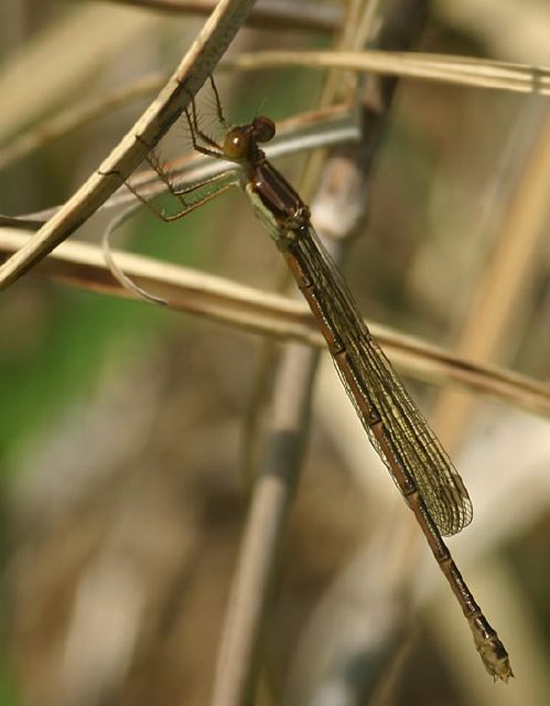 Lestes sp. Lestidae