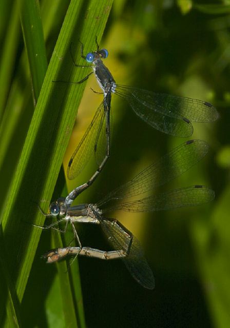 Lestes forcipatus Lestidae