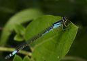 azure_bluet9397