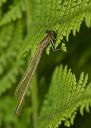 damselfly2spa524