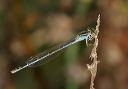 damselfly_6098