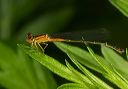 eastern_forktail146