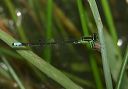 eastern_forktail328