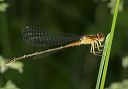 eastern_forktail8653