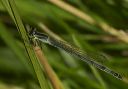 eastern_forktail_626