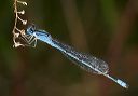 familiar_bluet_6073