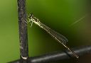 fragile__forktail796