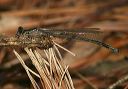 newenglandbluet696