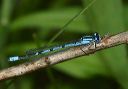 northern_bluet238