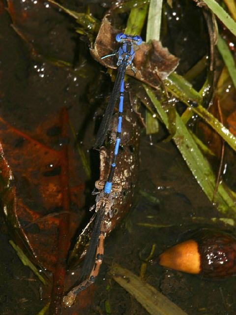 Argia vivida Coenagrionidae