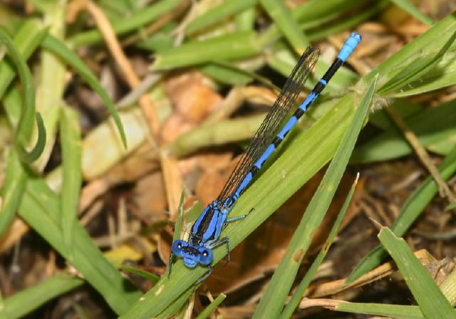 Argia vivida Coenagrionidae