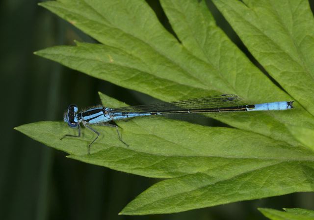 Enallagma aspersum Coenagrionidae