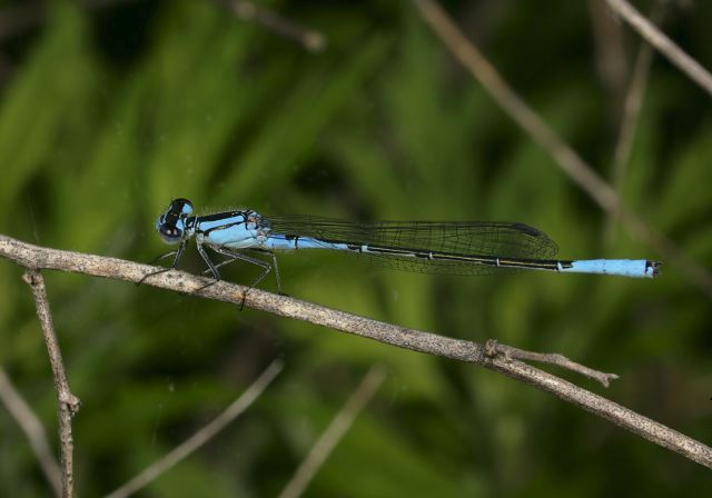 Enallagma aspersum Coenagrionidae