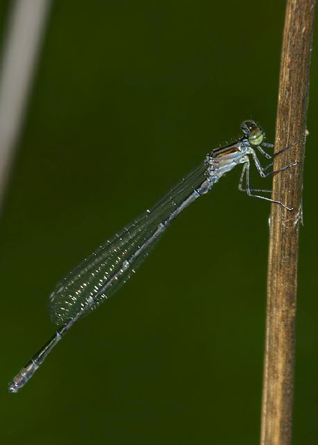 Enallagma exsulans Coenagrionidae