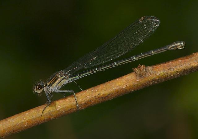 Argia translata Calopterygidae