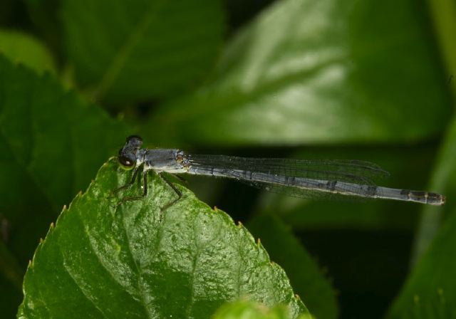 Ischnura verticalis Coenagrionidae