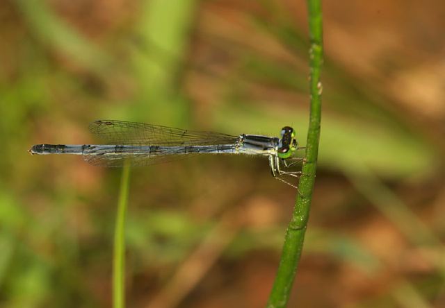 Ischnura verticalis Coenagrionidae