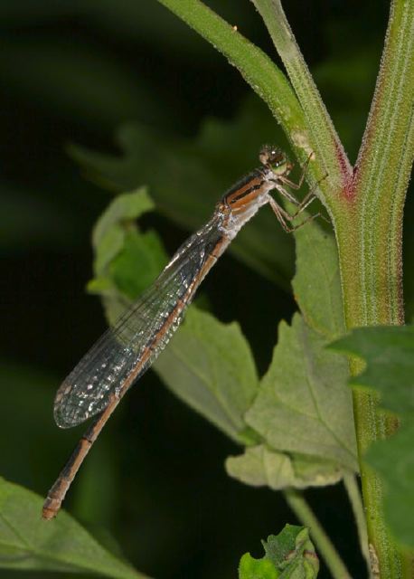 Enallagma civile Coenagrionidae