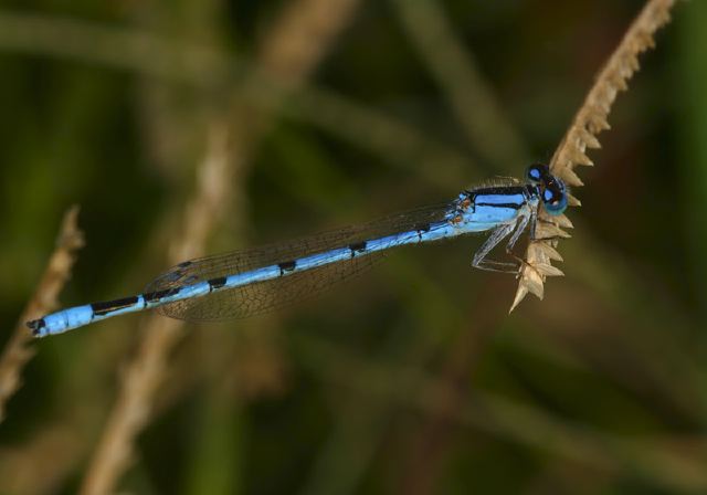 Enallagma civile Coenagrionidae