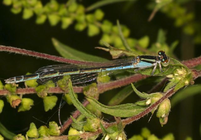 Enallagma civile Coenagrionidae