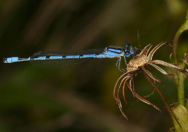 Enallagma civile Coenagrionidae