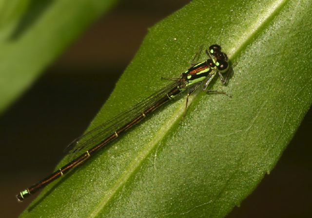 Ischnura posita Coenagrionidae