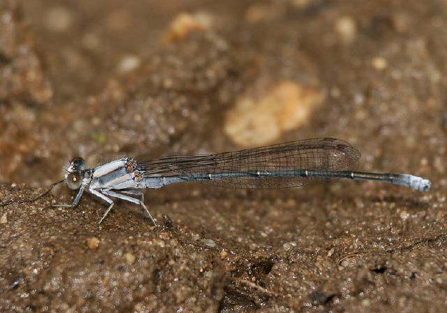 Argia moesta Coenagrionidae