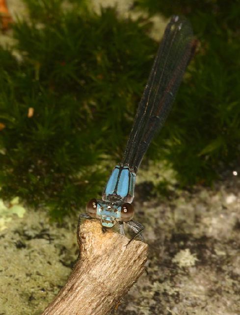 Argia moesta Coenagrionidae