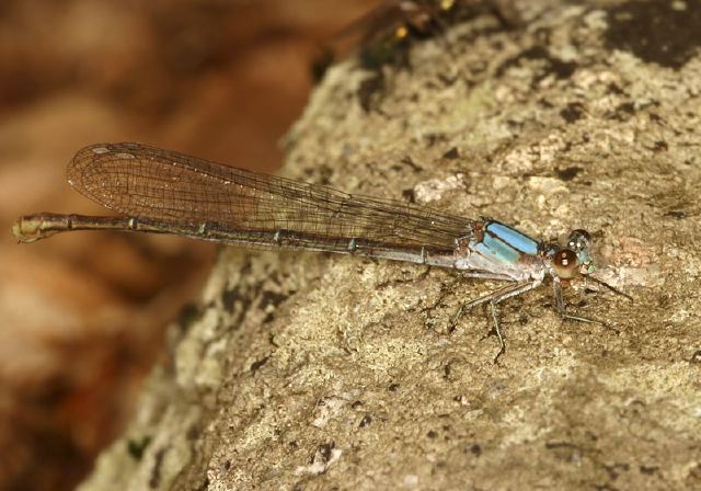 Argia moesta Coenagrionidae