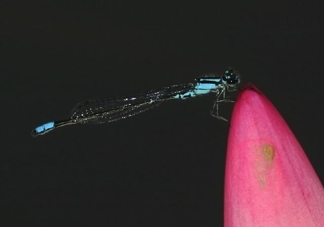 Enallagma geminatum Coenagrionidae