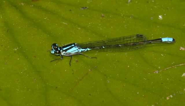 Enallagma geminatum Coenagrionidae