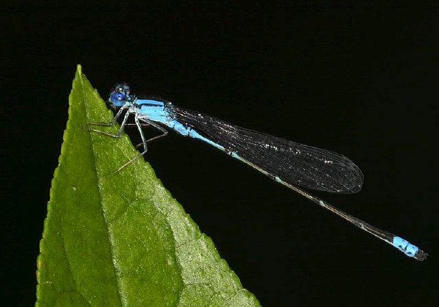 Enallagma traviatum Coenagrionidae