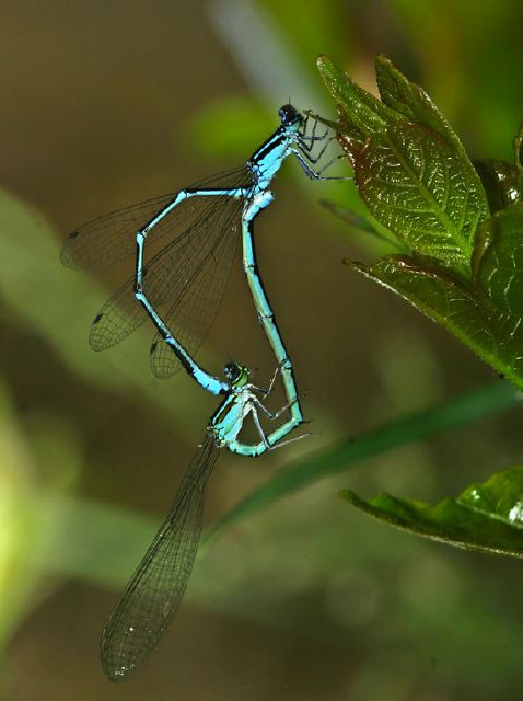 Enallagma exsulans Coenagrionidae