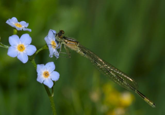 Enallagma carunculatum Coenagrionidae