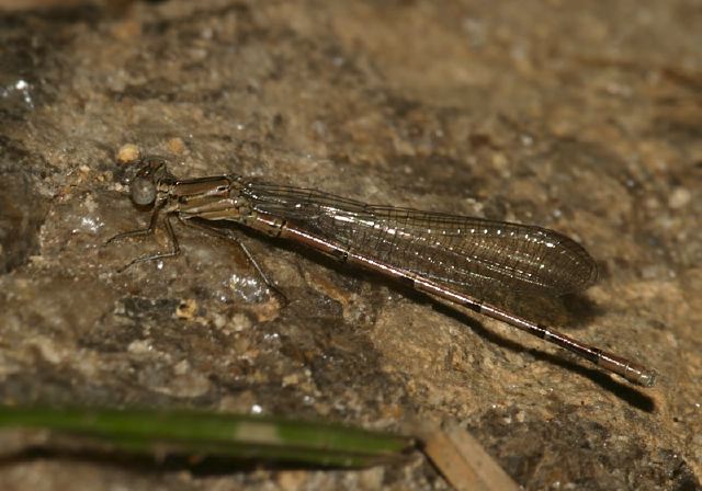 Argia fumipennis Calopterygidae