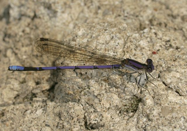 Argia fumipennis Calopterygidae