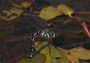 black-tipped_darner4414