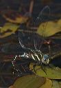 black-tipped_darner4421