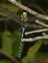 green-striped_darner835