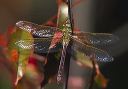 green_darner2